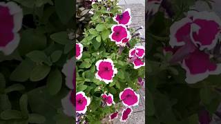 pink petunia this summer