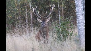 Red Deer in wildlife, rut, mating season / Jelenia ruja 2018