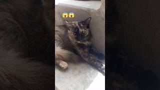 Aggressive cat 😱😱#cat  #youtubeshorts #youtubevideos #cats #cutecat