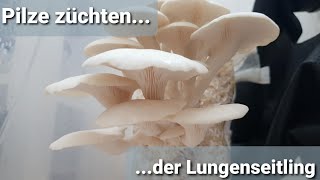 Speisepilze Züchten 🧫 - der Lungenseitling | Erntezeit 🍄