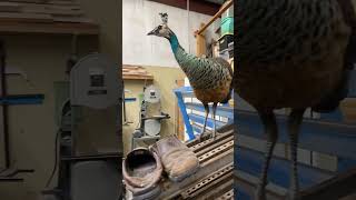 Bring my #peacock to work day. Getting some quality time in the shop with my buddy. #workfromhome