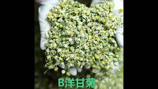 Chamomile洋甘菊