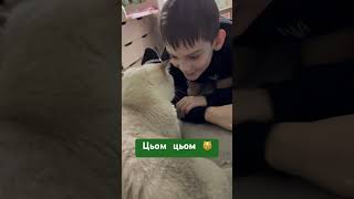 Целовака #лимончик #кот #котейкамоя #catvideos #socute #cute #лимон #cat