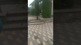 Лёня👨 занимается с Сарматом🐕