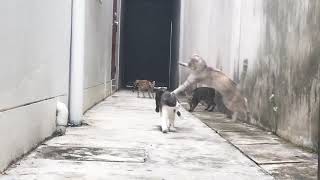 Cat's fight - Gato bom de fuga!