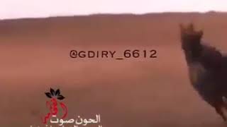 حلات وتس شيله الحون صوت الفخامه متعب الخيل 🌺