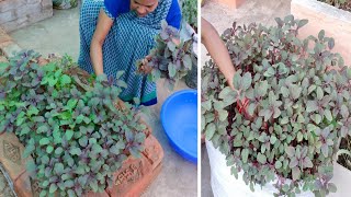 घर में लाल भाजी / लाल साग / लाल चौलाई कैसे उगाएँ | How to grow Red Spinach | chhattisgarh dish