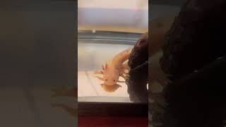 I got a real Axolotl! 🦋🦋#2024 #pet #axolotl #animal #shorts #mypet #shortsvideo #happy