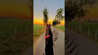 horse whatsapp status 🐎 attitude wala song 👍