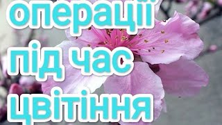 Обрізка персика, зелені операції у квітні. А також як нормувати квіт