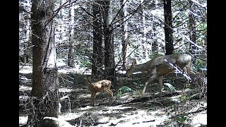 Deer and Fawn in Front of Our Trail Cam