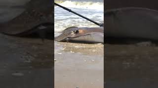 Monster Stingray Caught on the Gulf Coast