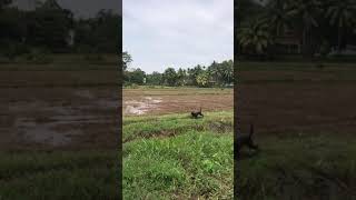 Traditional paddy cultivation sri lanka,how to make rice fields.how does rice work.sri lank #shorts