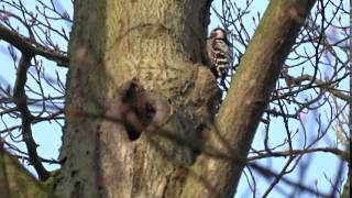 Lesser spotted woodpecker, male, drumming. 2016 02 28