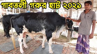 qurbani eid 2021: big size cow price (part 2) ! Biggest gabtoli cattle market in Dhaka