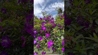 Purple Glory Bush flowering plant || Home Gardening | #flowers #gardening #youtubeshorts