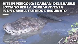 Vite in pericolo: i caimani del Brasile lottano per la sopravvivenza in un canale inquinato