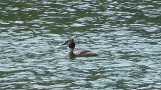 Great crested grebes and little grebes, Hertford