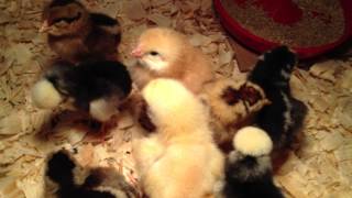 Murray McMurray chicks 20 minutes after release from shipping box - Die Kueken sind da !