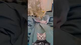 Cat & Uski pyari kitty 🥰 #kittycat #catlover #catvideos #pyarerizwan07 #trendingshorts