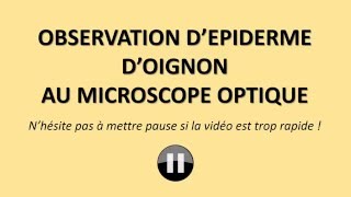 6e Observation d'épiderme d'oignon au microscope optique