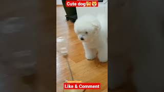 Cute dog 🐶🐕 playing #dog #funny #youtube #shorts