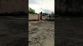 Morning exercise of German shepherd #, #viral #trending #ytshorts #music #shorts #short