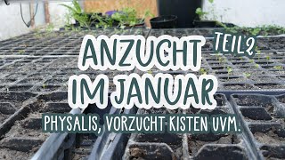 Unsere Anzucht im Januar Teil 2 🌱👨‍🌾 Physalis / Aussaat Kalender / Chili, Paprika und co. keimen