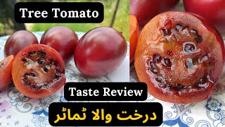 Tree Tomato In Pakistan | Seeds / Plant / Fruit | Taste Review | Rare Garden