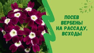 🌷Посев вербены на рассаду, всходы