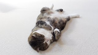 床に落ちてる360°可愛い生き物を目覚めさせる方法。-How to wake up 360°cute creature lying on the floor.-