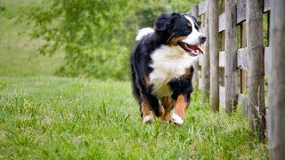 Bernese Mountain Dog and Chewing Managing Destructive Behavior