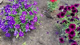 Вспоминая лето. Remembering summer. #shorts #garden #flowers