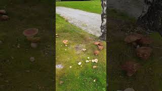 Grzybobranie. Mushroom picking