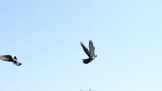 Beautiful slow motion transition of Pigeons from Uruguay🇺🇾🇺🇾