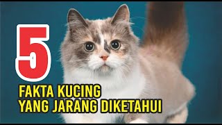 5 Fakta Menarik dari Kucing yang jarang diketahui !!