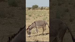 Donkey eating some food  #donkey #animalphotos #ytshortsvideo #cuteanimals #donkeyfarm