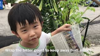 HOW TO GROW BITTER GOURD IN A POT