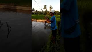 Mancing ikan bawal#jebol 3hok 5kg up