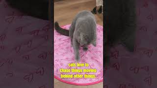 best cat toys - the hidden bouncing ball #cat #catwisdom #catlover