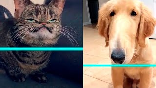 Unexpected Time Warp Scan Animals  Cute and Funniest Pets' Reaction 🐱🐶