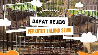 Ngombyok dapat Perkutut Talang Sewu | Perkutut Katuranggan Hasil Ombyokan