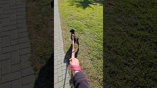 Miniature Schnauzer Gets New Pink Leash