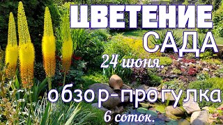 Прогулка - обзор сада 🌞 ЦВЕТЕНИЕ 24 июня 🌞