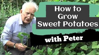 Growing Sweet Potatoes | Garden Ideas | Peter Seabrook