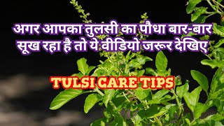 अगर आपका तुलसी का पौधा बार-बार सूख रहा है तो ये वीडियो जरूर देखिए || Tulsi care tips #foryou #viral