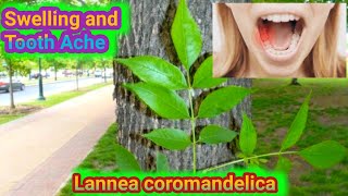 Amazing Plant for Swelling and tooth ache