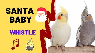 SANTA BABY with WHISTLE- Cockatiel Singing Training - Bird Whistle - Parrot Practice