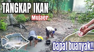 Tangkap ikan Mujaer_Mindah Ikan Dari Blombangan ke Kolam Buatan//Ngubek Iwak