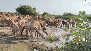 Wow!! 🤣 Wild Animals Drinking Water on Pond || Camels drinking Water amazing facts